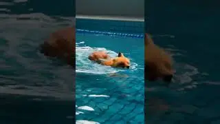 This Fox Can Swim?! 👀🔥