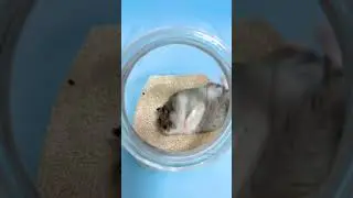 Cute hamster Sand Bath 🐹 #cuterodents