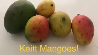 Keitt Mango Taste Test