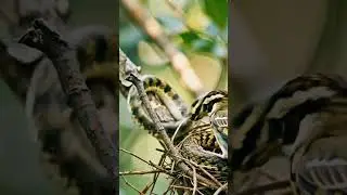 Bird VS Snake #nature #outdoors #animals #fight #ai