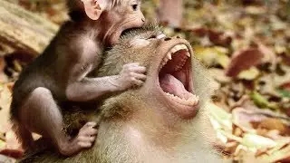 terrify ! Cute mum Briana angry baby seriously coz baby hungry milk, Mum pluck baby cos bored