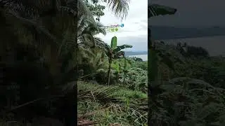 nature lover's 🌏🌱🌿🌳    #nature #adventure #love #music #shortvideo