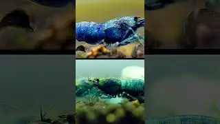 Blue Bolts shrimp in macro Aquarium - #shorts #macro #aquariumhobby