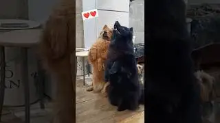 Евразиерские зайки #eurasier #dog #shorts #купить