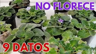 porque no florece mi  violeta africana 9 datos importantes chuyito jardinero