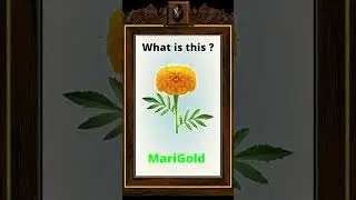 Guess the flower #education #guesstheflower #us #childeducationplan