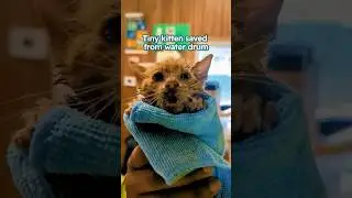 Tiny kitten saved from water drum #shorts
