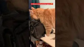 Cat Leon❤️.Досмотр сумок. Kontrola toreb.#cat #kot #funny #catleon #кот #котики #кошки #animals