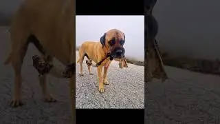Knochen kilometerweit geschleppt das 'UFO' (Unbekanntes Fund-Objekt).🦴&ldquo;#canecorso#adventure#outdoor