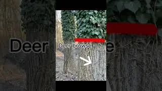 Whitetail deer browse in Southern PA #deer #deerhunting
