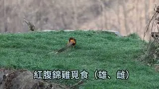 2025.12.19  紅腹錦雞（雄、雌）（石柱版、喝水、飛翔）
