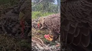 Parent birds brings food to feed the babies in their nest, birds nest daily life [Ep#2103] #birds