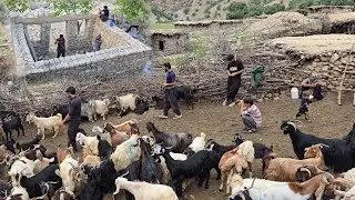 Villagers and Buying Goats: A Story of Empathy and Striving for a Better Life