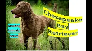 Chesapeake Bay Retriever facts 🐩 Pet Dogs 🐕 large-sized breed from 🇺🇸