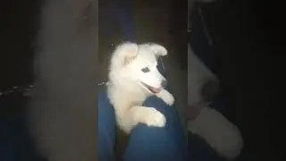 my name is chiki #dog  🐕 short#*