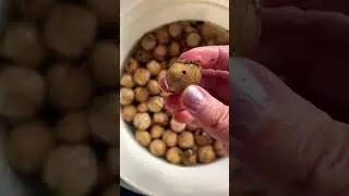 Harvesting Hickory Nuts