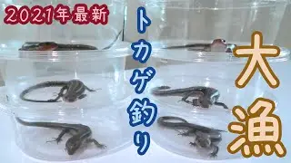 【トカゲ釣り】ニホントカゲやカナヘビの正しい捕まえ方♪２０２１年３月 駄菓子屋トカゲのおっさん