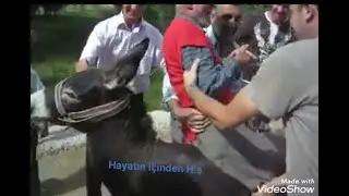 ESKİ KÖY DÜĞÜNLRİN'DEN GÜRÜNÜN GÜLÜ MEMİ 🌹