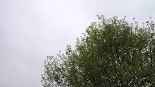 Aberrant Chiffchaff Song