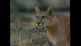 National Geographic Special, Puma - Lion of the Andes (1996)