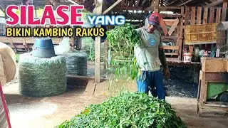 Cara Membuat Silase Dari Daun Jagung, Sederhana Dan Sangat Mudah .!