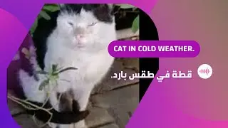 A cat in cold weather.