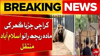Karachi Zoo Female Bear Rano Shifted to Islamabad | Latest Update | Breaking News