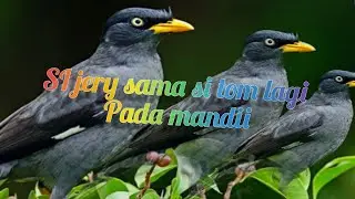KELAKUAN SI TOM UDAH PINTER