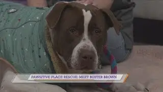 Pawsitive Place Rescue: Meet Buster Brown