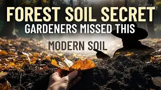 The Forest Floor Secret to Humus That Modern Gardening Missed