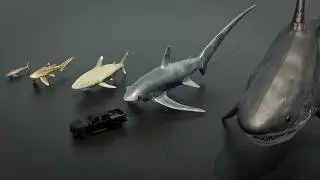 Shark Size Comparison &ndash; Great White, Megalodon & Tiger Shark