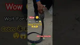 snake rescue training in india #snake #animalrescue #animals #shorts
