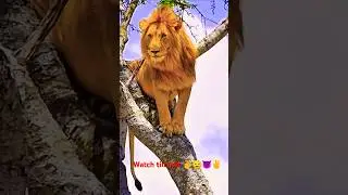 The lion#bestvideo #youtobe #bestanimals#kingofanimals#bestbirds #goodboy#bestviralvideo#youtobestar