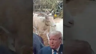 People Who Don&rsquo;t Like Goats // GOAT MEME // Goat Humor // Funny Animal Goat Videos