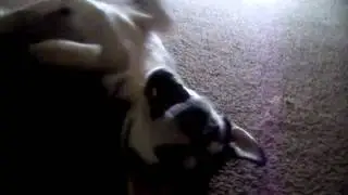 poochey 2