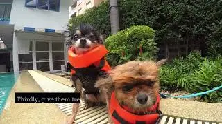 How to train your dog to swim