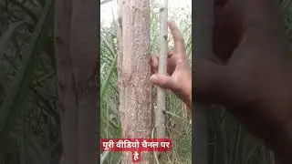 पापुलर 112 किस्म की पहचान#poplar#kheti#पापुलर#pruning#खेती#tree#agriculture