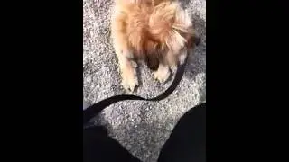 my dog needs help