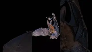 Bat hunting in slowmotion😱🦇. Check description 👇🏼. #wildlife #bats #nature #night #batsound #moth