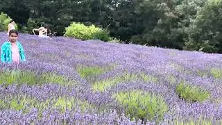 Red Hill Lavender Farm 