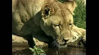 Лев сомалийский - Panthera leo somaliensis  - Сомалійський лев &ndash; Somali lion