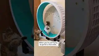 This neighborhood has really gone downhill 😾 #cats #catwheel #funnycat #ragdollcat
