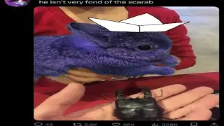 VIVIDLOPE Any% Itemless Run