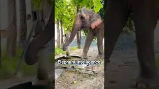 Elephant Ingenuity-Using a handpump to quench it's thirsty.!#CleverElephant #Wildlifea #SmartAnimals