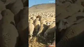 Sheep's eating in the field #shorts #short #sheep #viral #tiktok #funny #video #youtubeshorts #pets