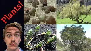The Endangered Plants of New Zealand
