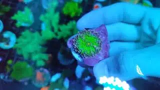 [Submersa] - Ricordea Yuma Green Growth