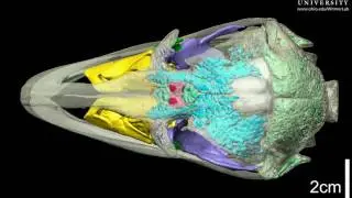 Ostrich skull with brain endocast & air spaces - roll