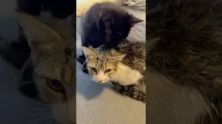 She was not happy 😆  #cats #joy #jinx #cutecat #funny