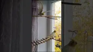 Кореллы Кики и Кеша 💛 #birds #корелла #parrot #lovebirds #cockatiel #cockatoo #попугай